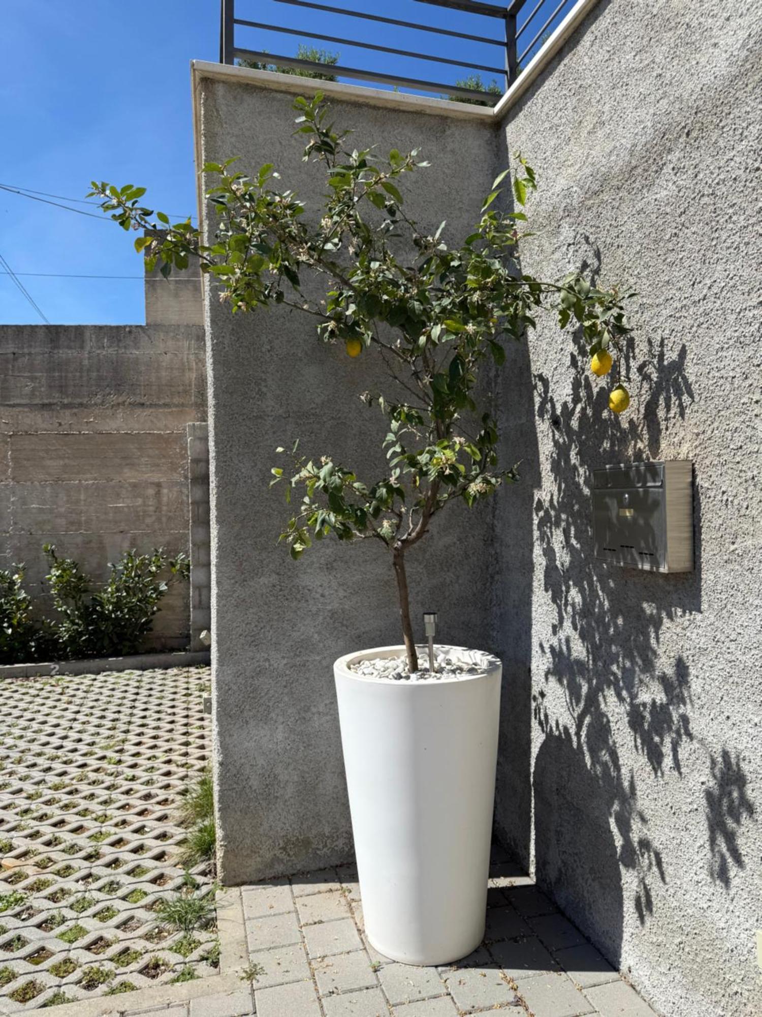 Lemon Tree Dubrovnik Apartments Eksteriør billede